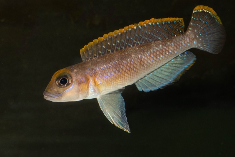 Lamprologus ornatipinnis 'Mwamgongo'
